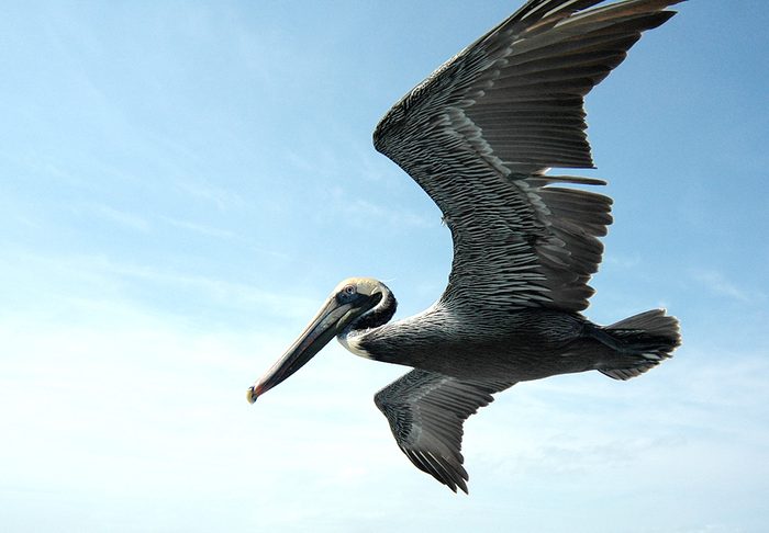 A brown pelican gliding with its wings spread against a pale blue sky.