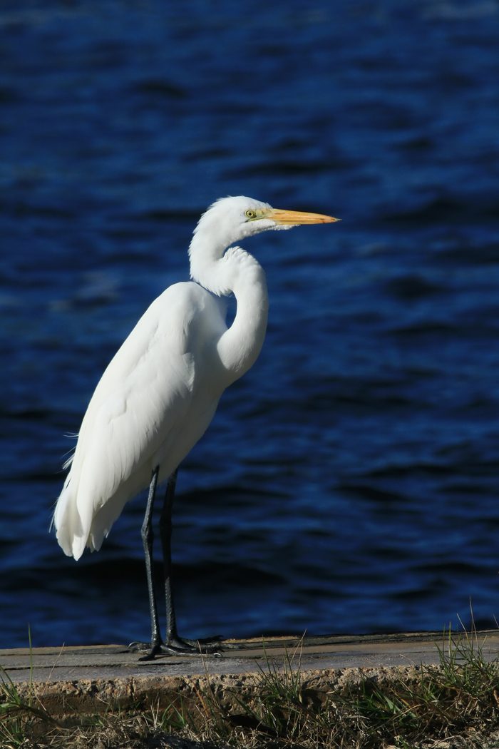 A white great egret standing in front of dark blue water.