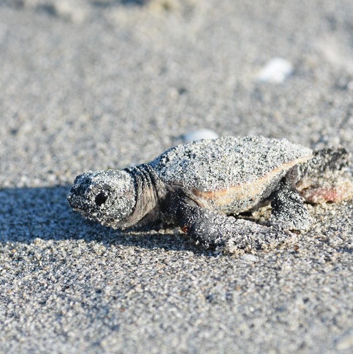 A loggerhead sea turtle hatchling crawling across wet sand.